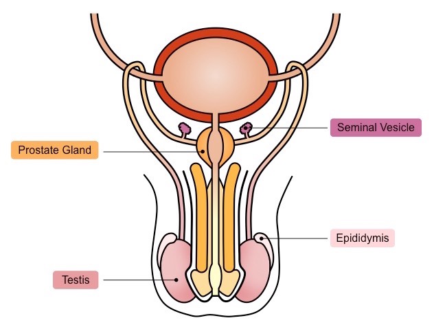 anatomy of the male reproductive organ in sperm production