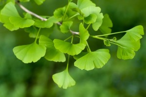 ginkgo and its health benefits